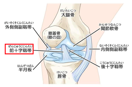 膝前十字靭帯再建術 | 四肢関節再建センター | 診療科案内 | 診療科